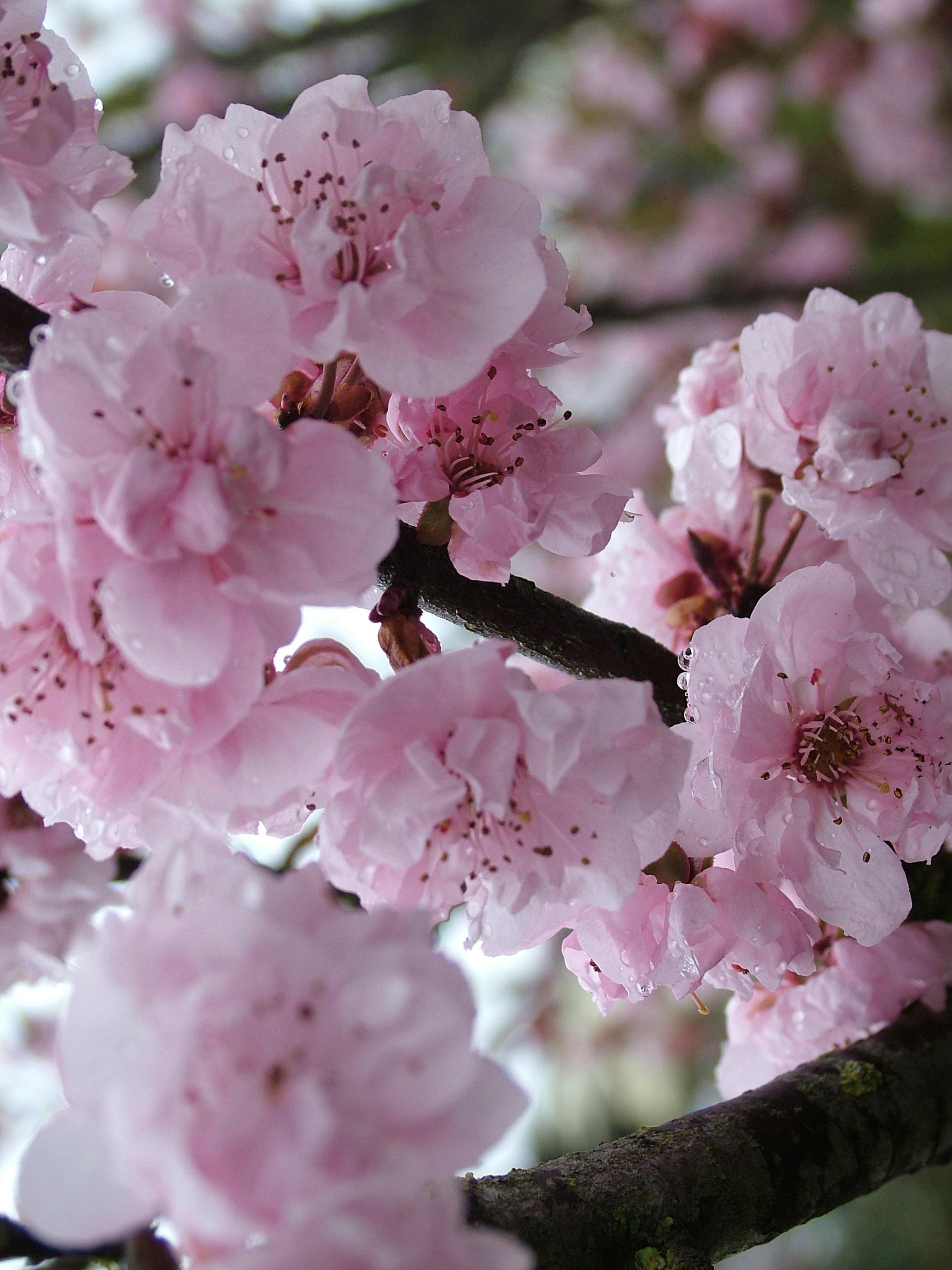 Как цветет слива. Японская слива Умэ. Яблоня черри блоссом. Сакура дерево Prunus Rosaceae. Прунус цветок.